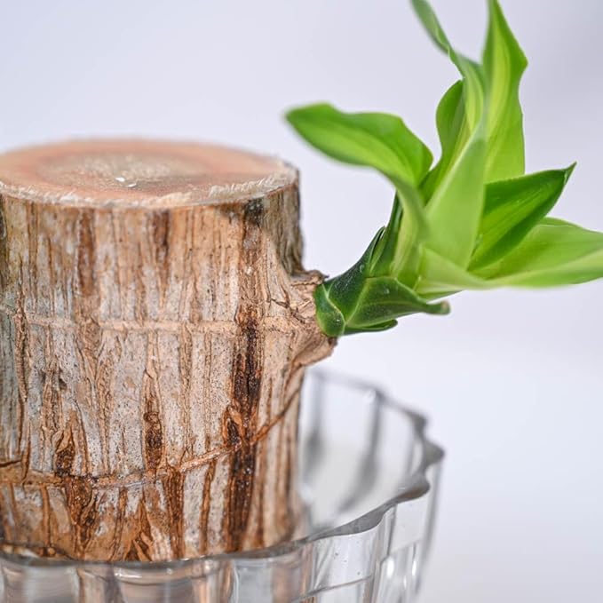 Green Lucky Brazil Wood Potted Plant