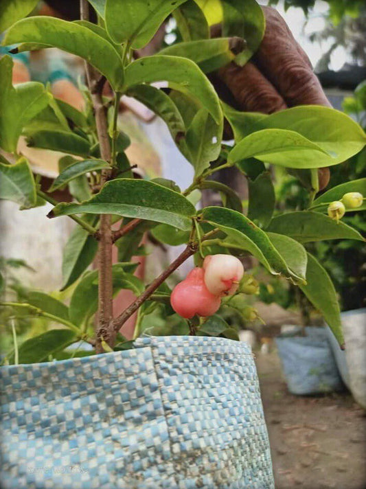 Seeds Wax Apple / Water Apple / Jamun / Jamrul Fruit Live Plant