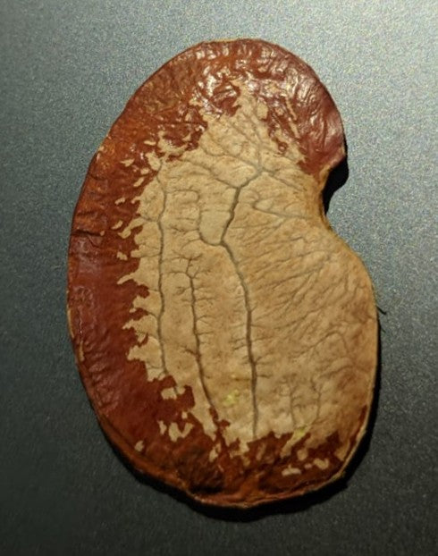 Forest Flame Wellness Seeds
