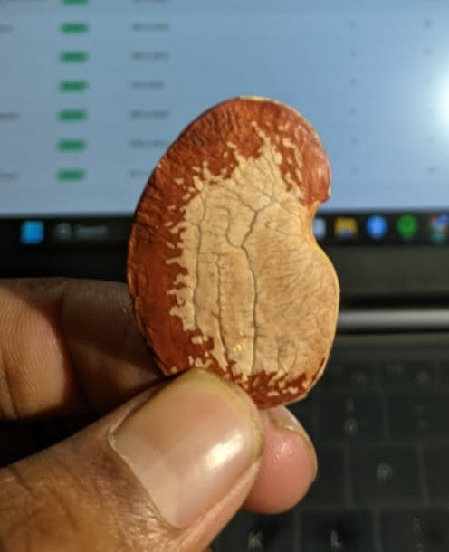Forest Flame Wellness Seeds