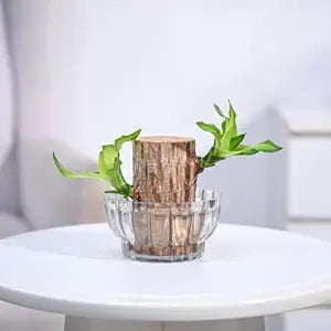 Green Lucky Brazil Wood Potted Plant