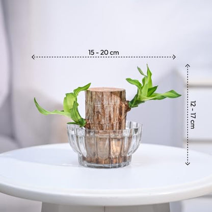 Green Lucky Brazil Wood Potted Plant
