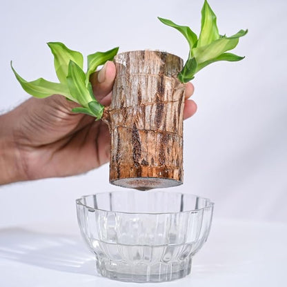 Green Lucky Brazil Wood Potted Plant