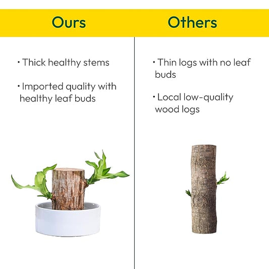 Green Lucky Brazil Wood Potted Plant