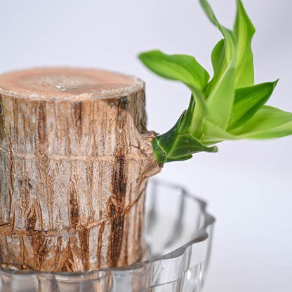 Green Lucky Brazil Wood Potted Plant