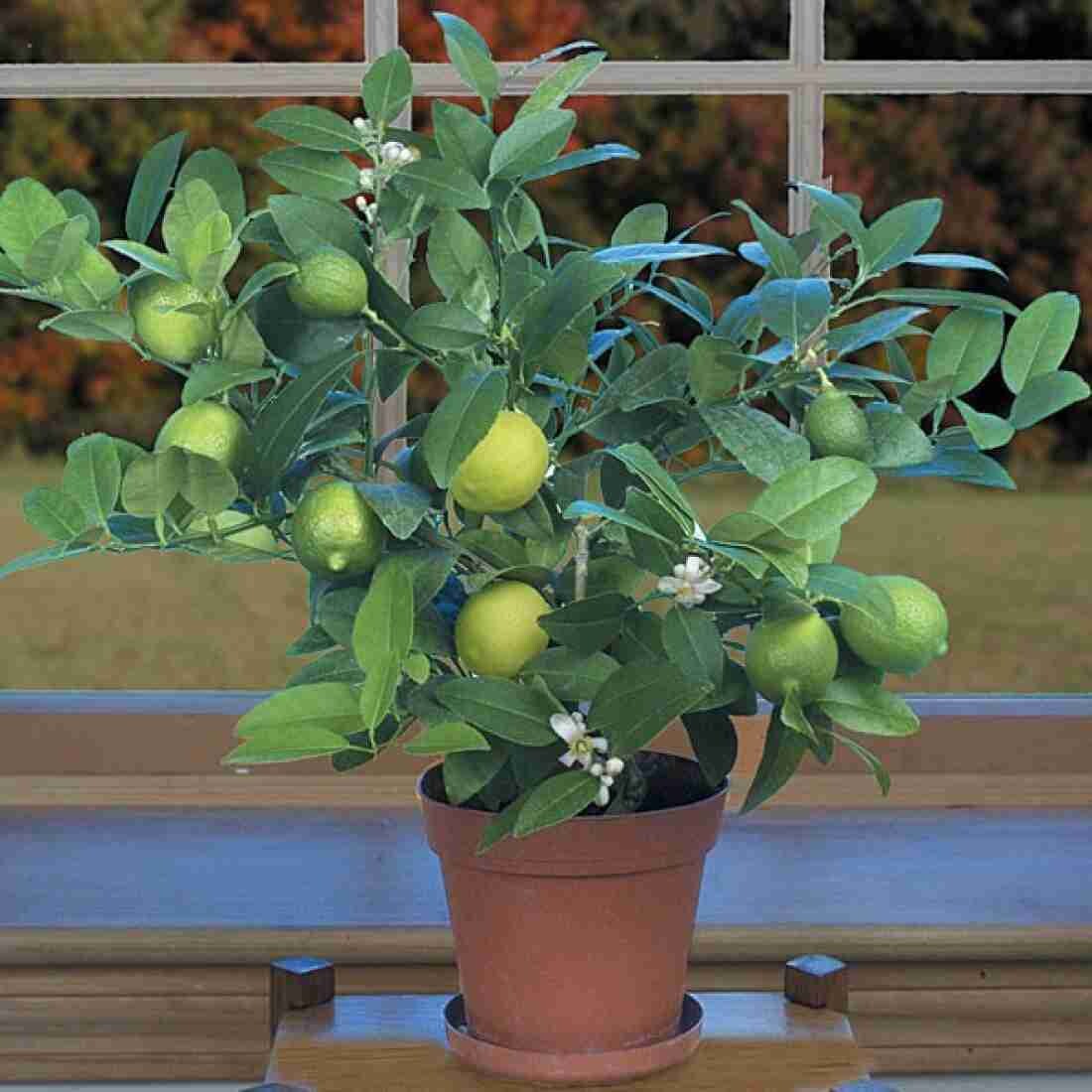 Seeds Lime /Lebu Fruit Plant