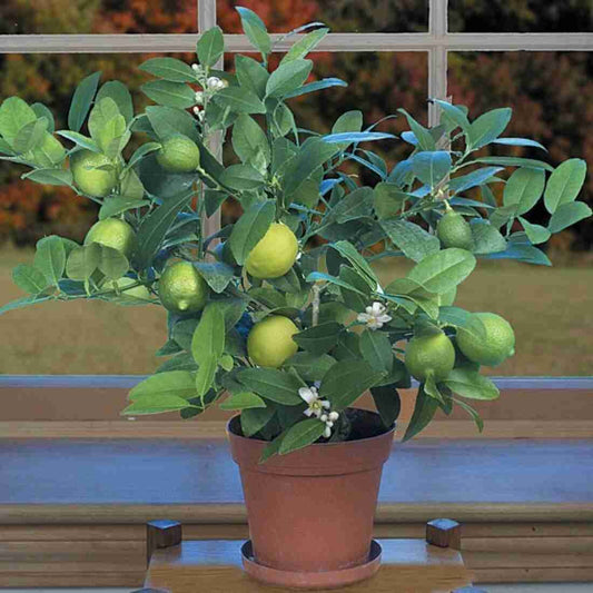 Seeds Lime /Lebu Fruit Plant