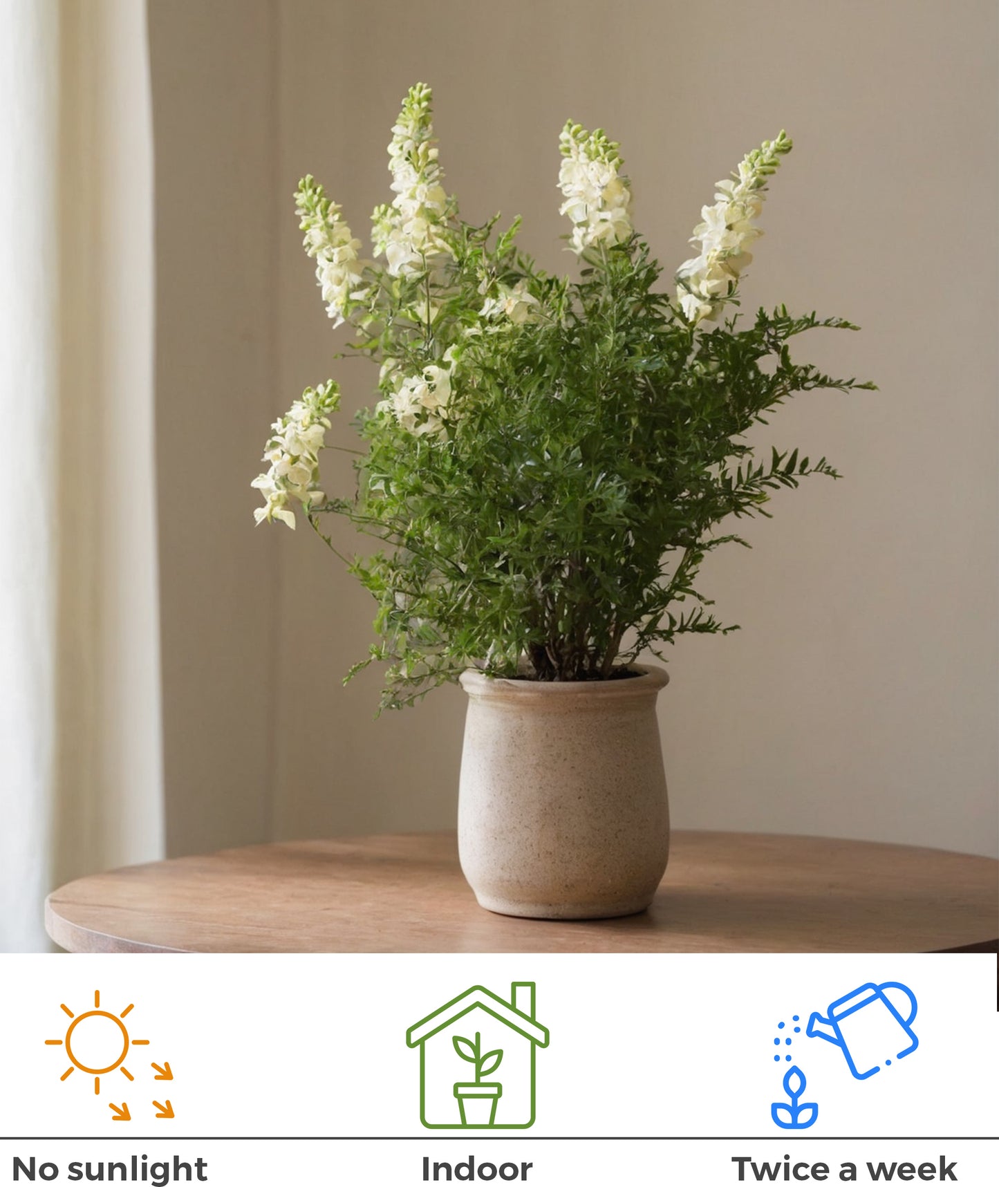 Seeds Live Badi Elaichi / Cardamom Plant