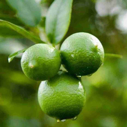 Seeds Lime /Lebu Fruit Plant