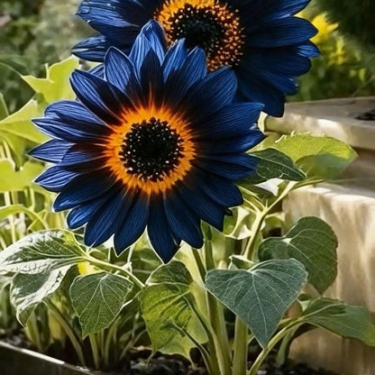 Blue Flame Sunflower Seeds